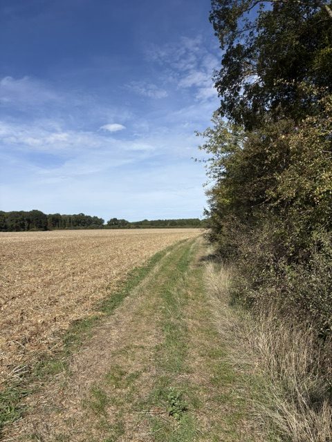 Un chemin enherbé longeant un champ labouré, une haie d’arbres sur la droite.