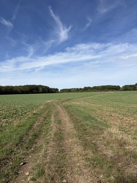 Un chemin filant entre deux champs vers un bois, à l’horizon.