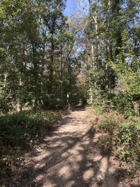 Un chemin de terre traversant un sous-bois de grands arbres.
